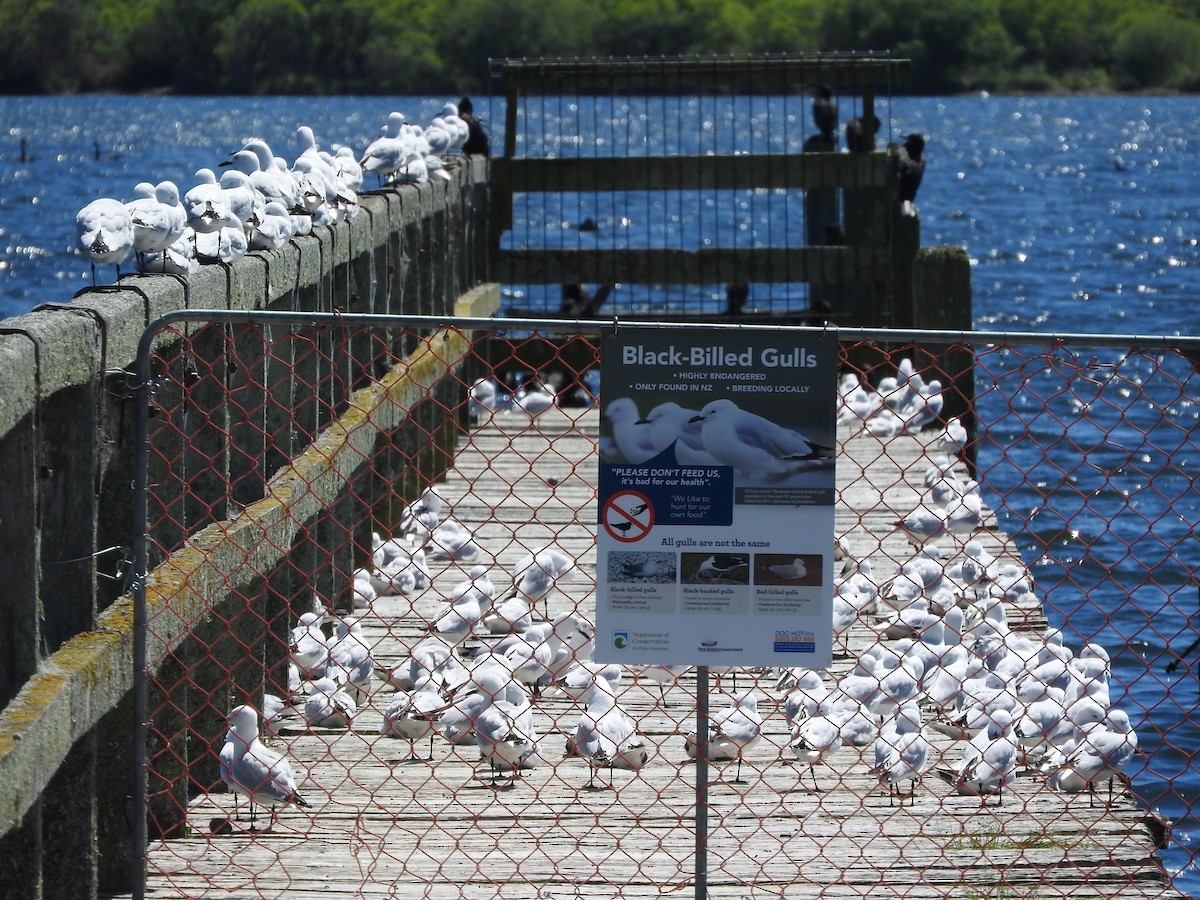 Black-billed Gull - ML281458931