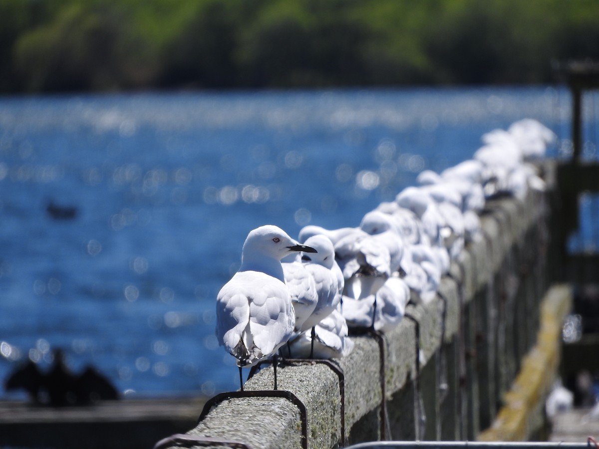 Black-billed Gull - ML281459051