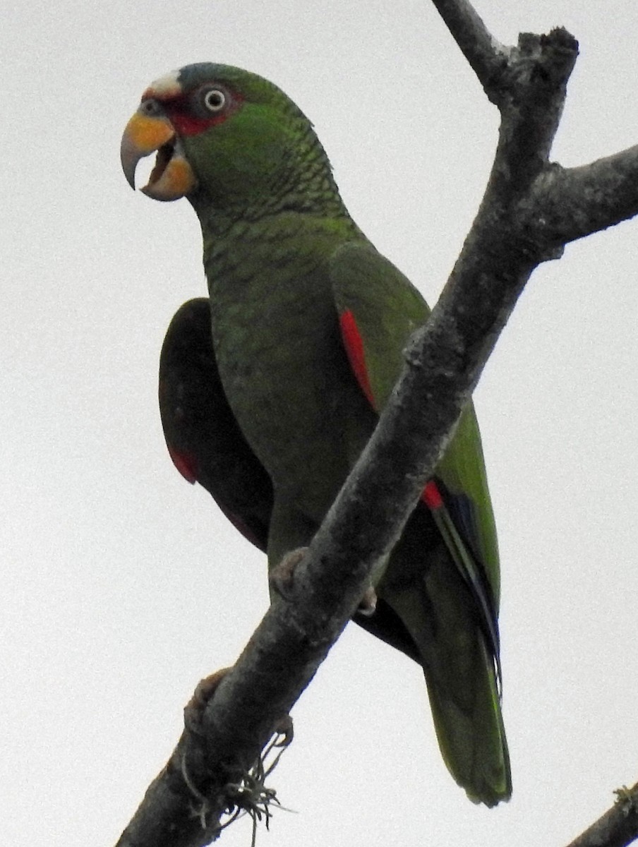 White-fronted Parrot - ML281459481