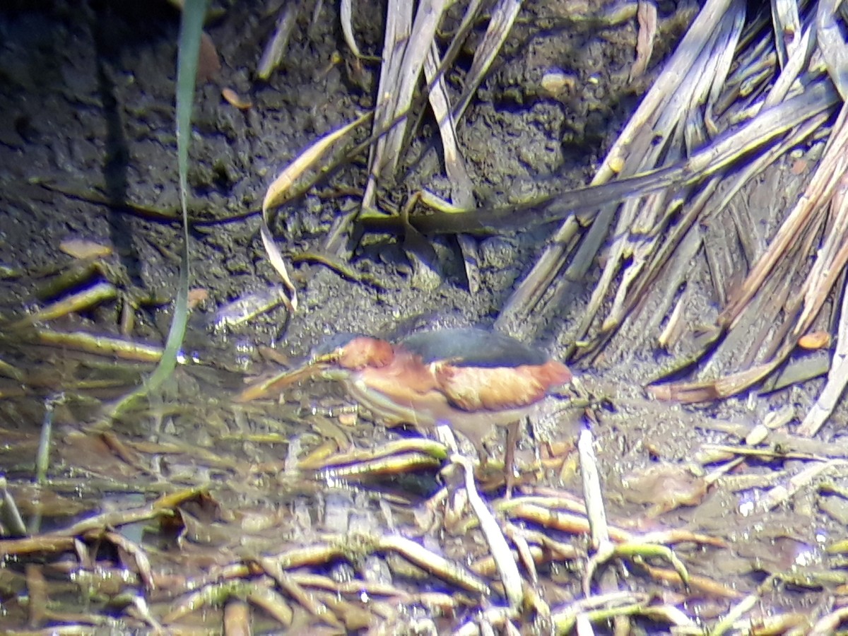 Least Bittern - ML281460481