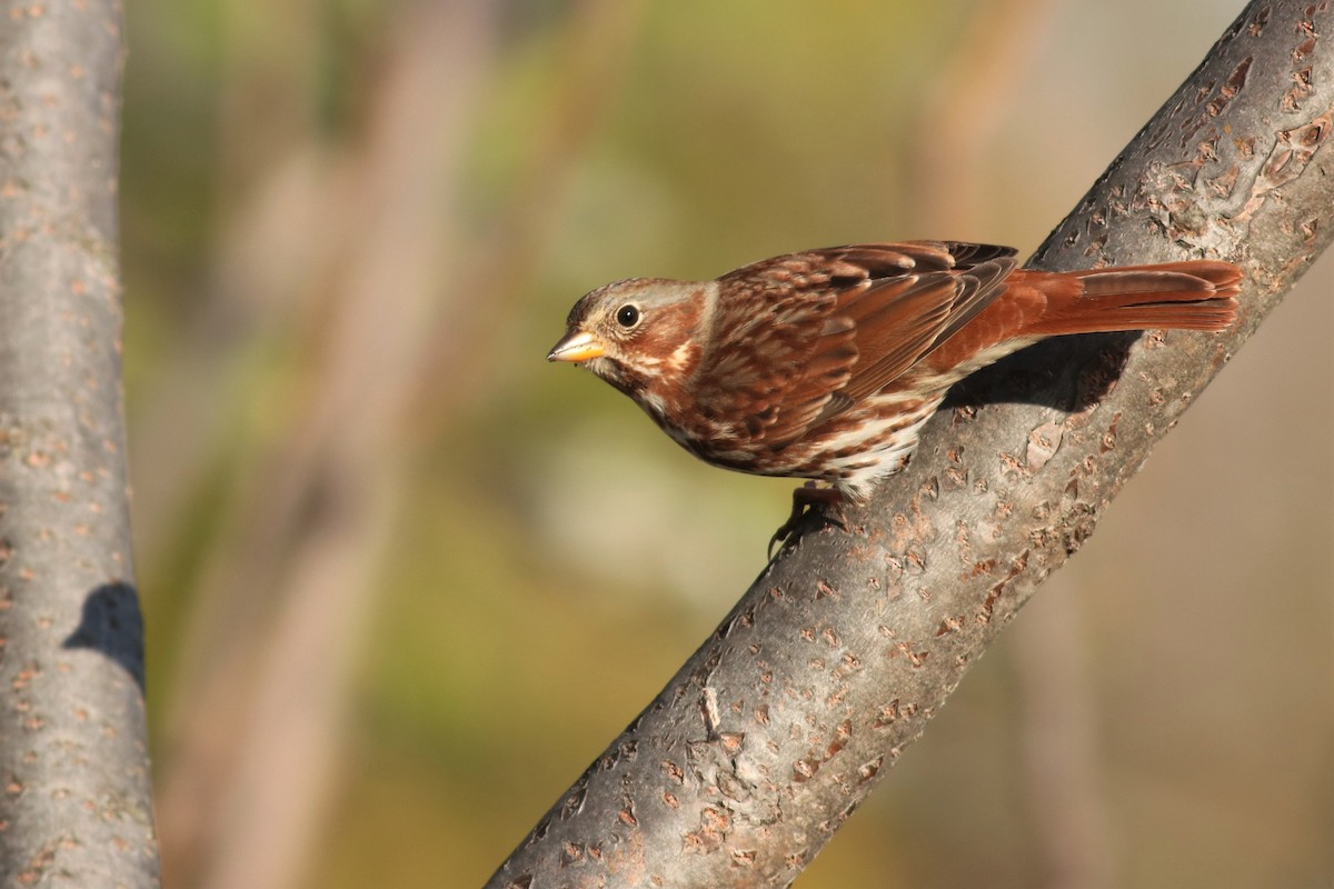 Fox Sparrow - ML281461131