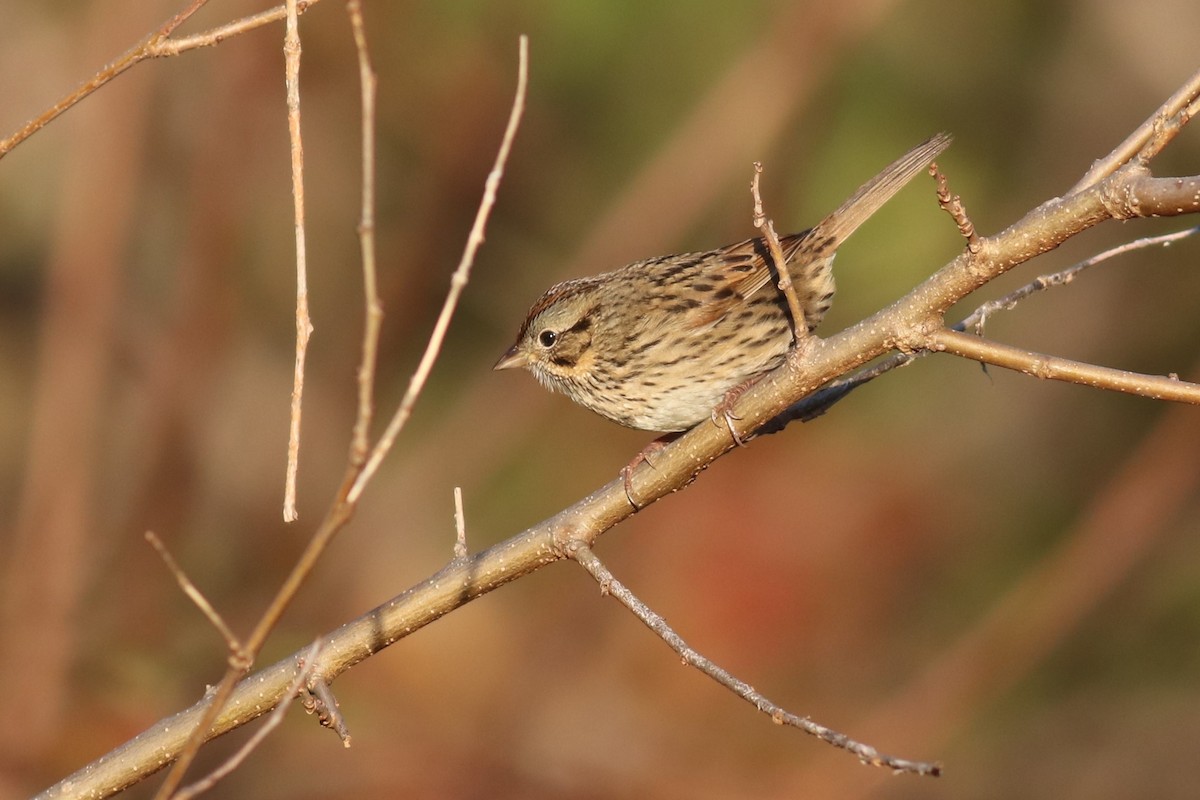 Lincoln's Sparrow - ML281461471