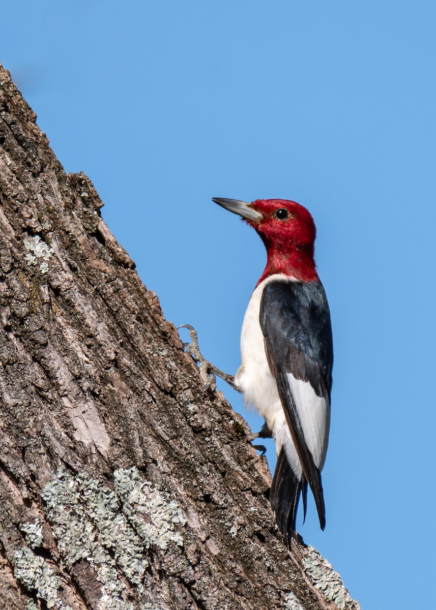 Red-headed Woodpecker - ML281462131