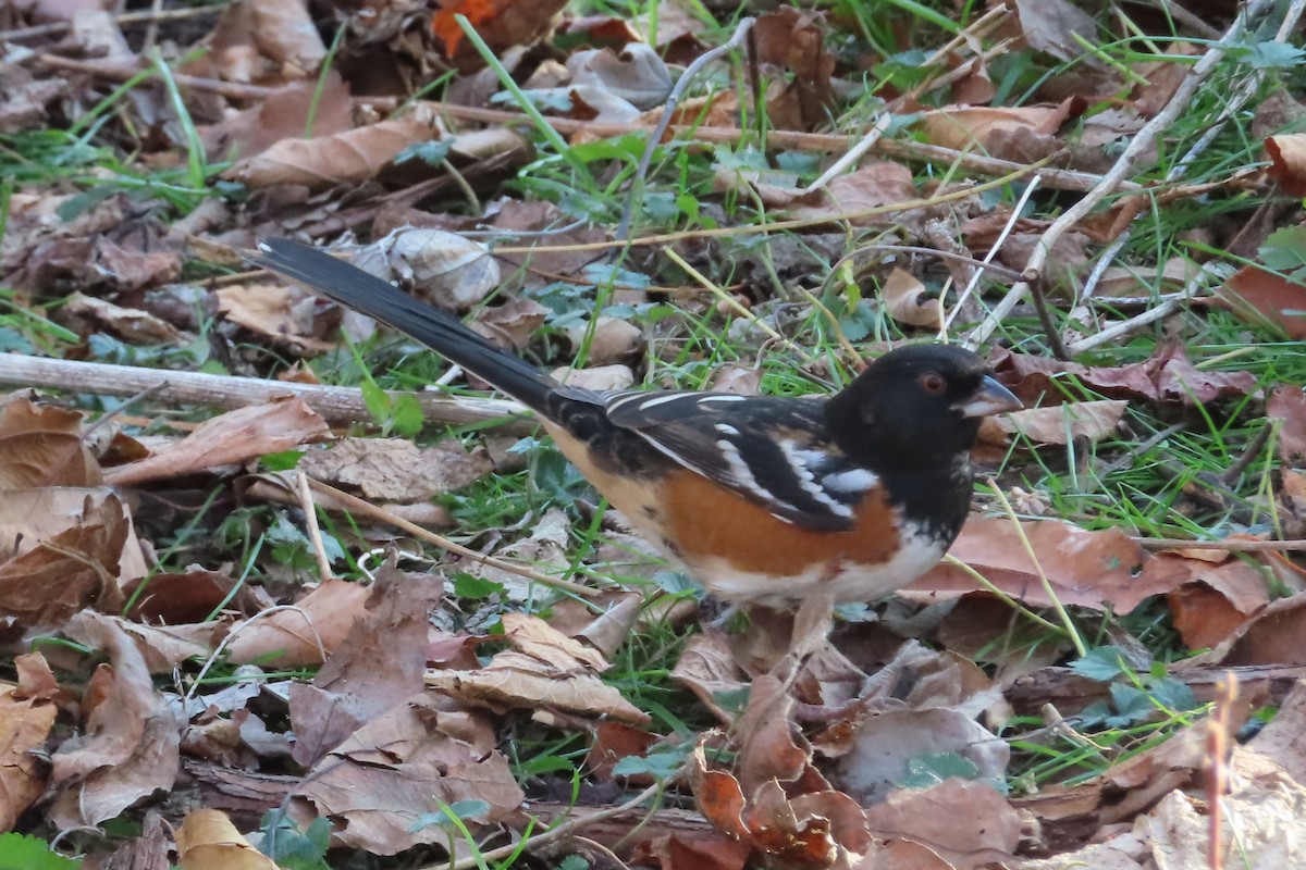 Spotted Towhee - ML281463431