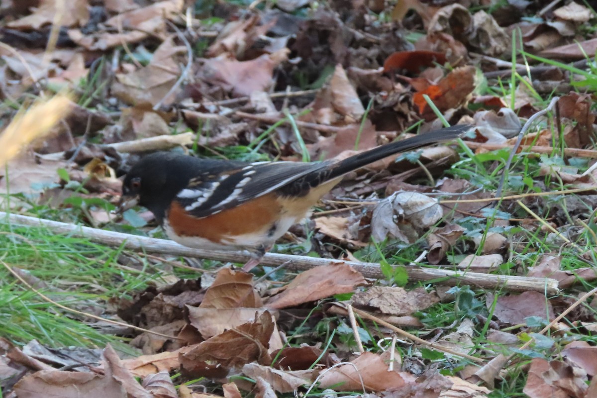 Spotted Towhee - ML281463451