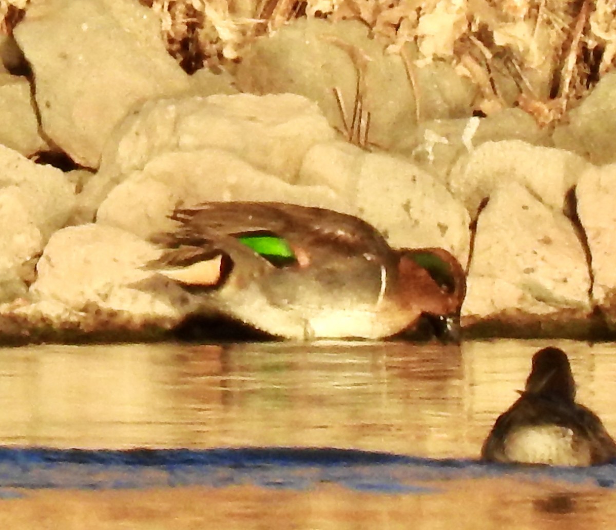 Green-winged Teal - ML281464611