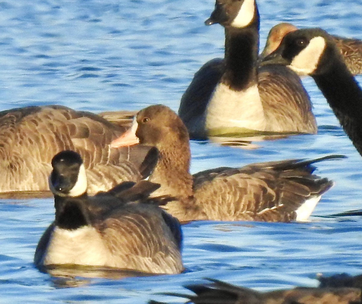 Greater White-fronted Goose - ML281464841