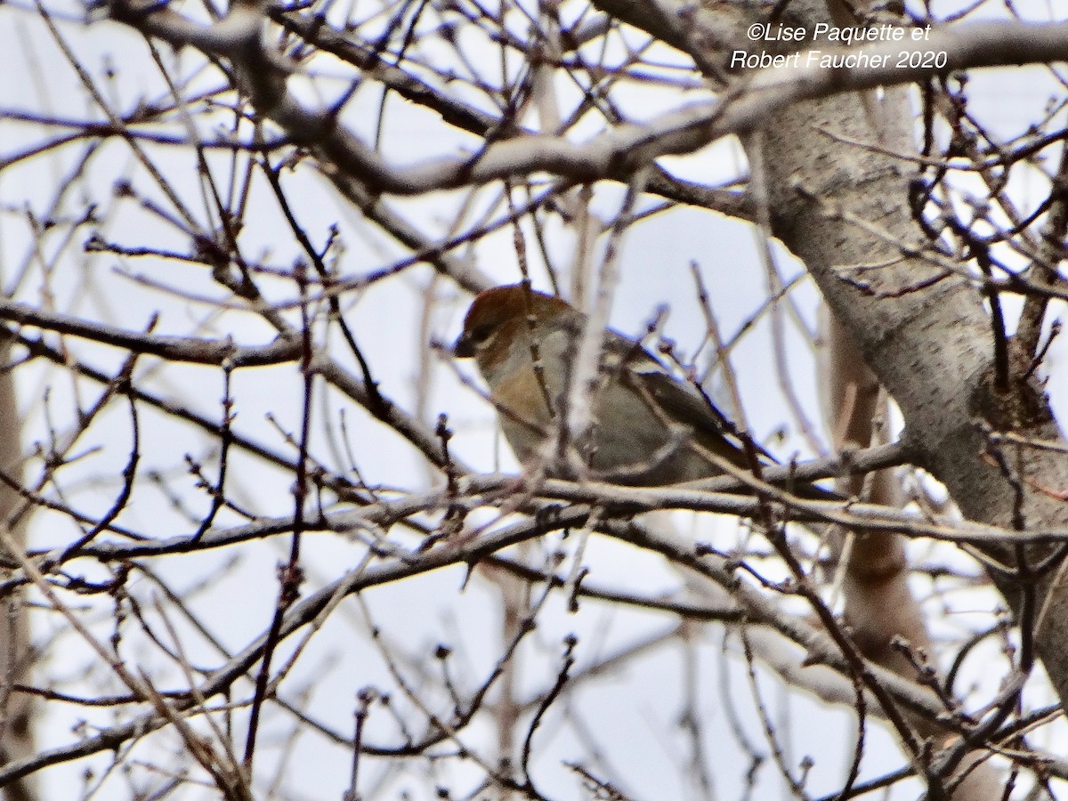 Pine Grosbeak - ML281465171