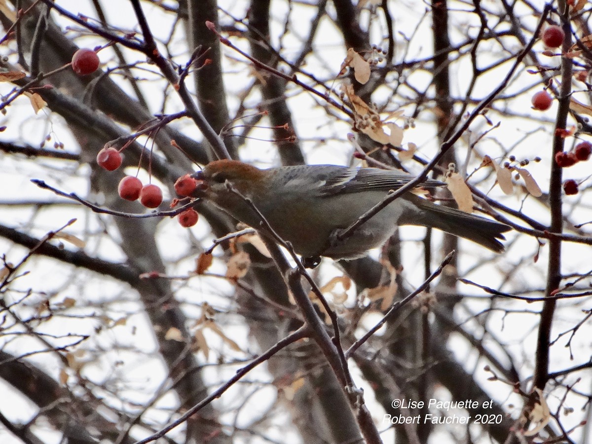 Pine Grosbeak - ML281465181