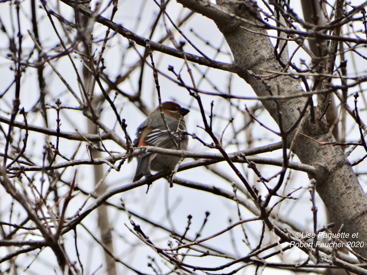 Pine Grosbeak - ML281465311