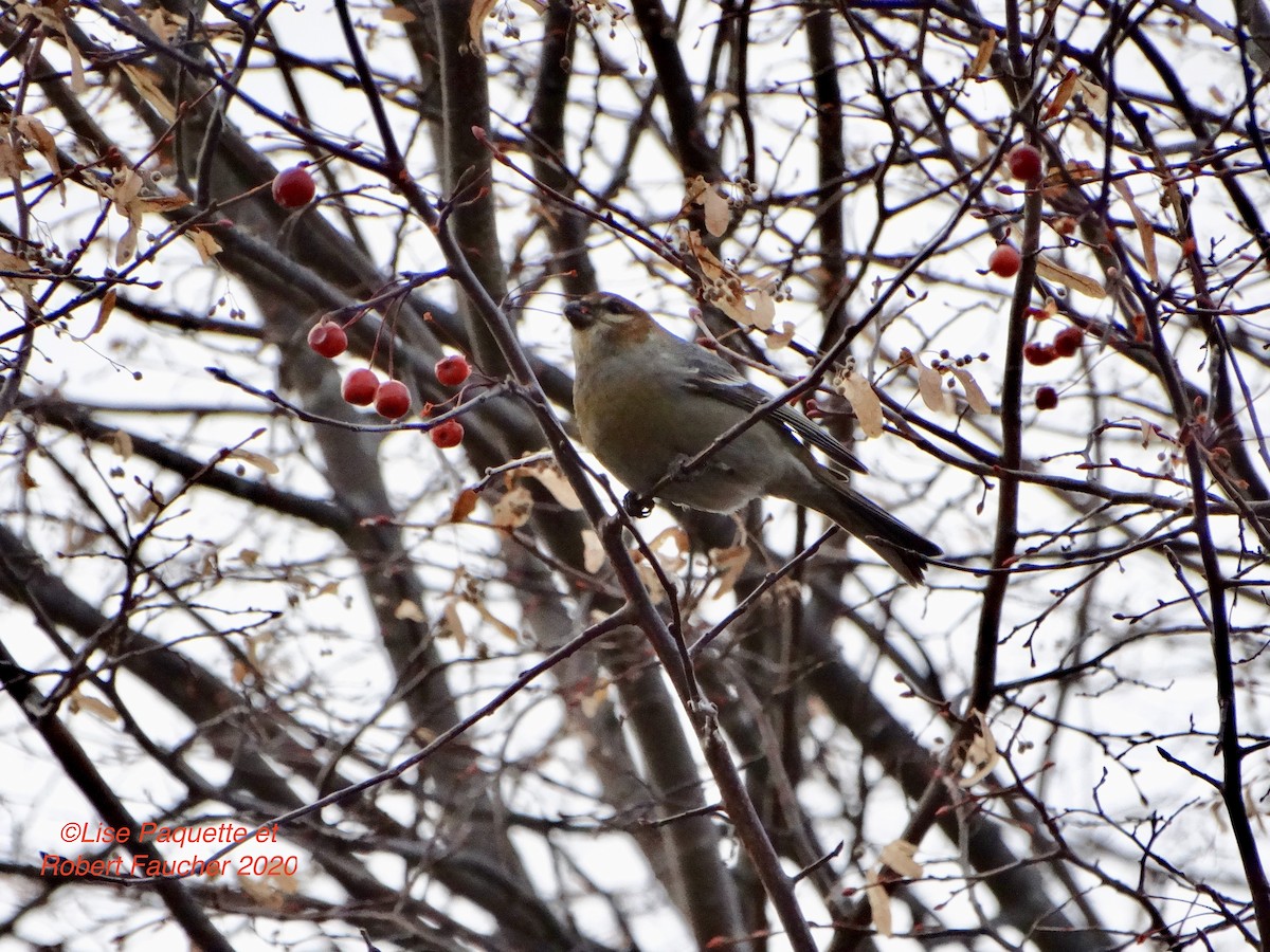 Pine Grosbeak - ML281465351