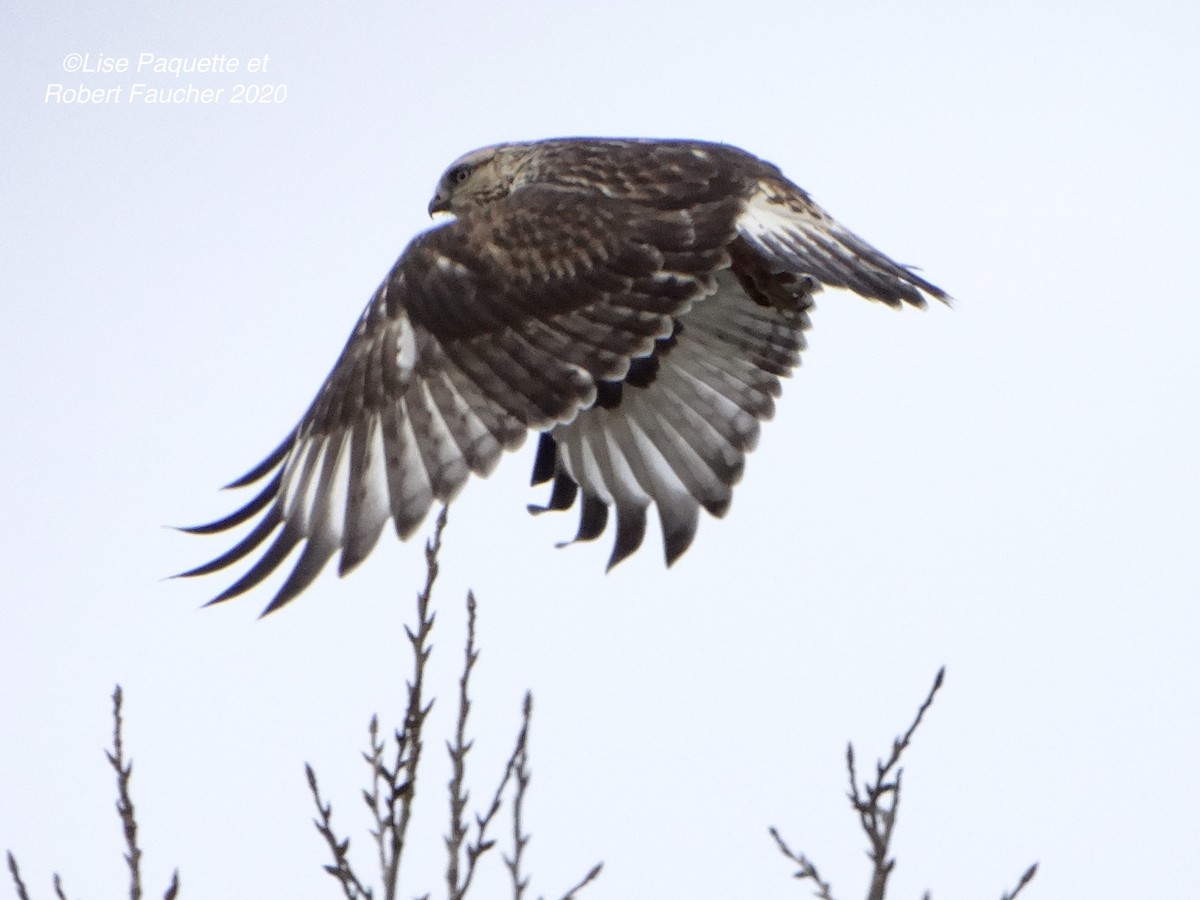 Rough-legged Hawk - ML281465571