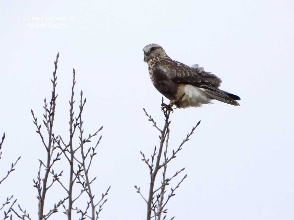 Rough-legged Hawk - ML281465581