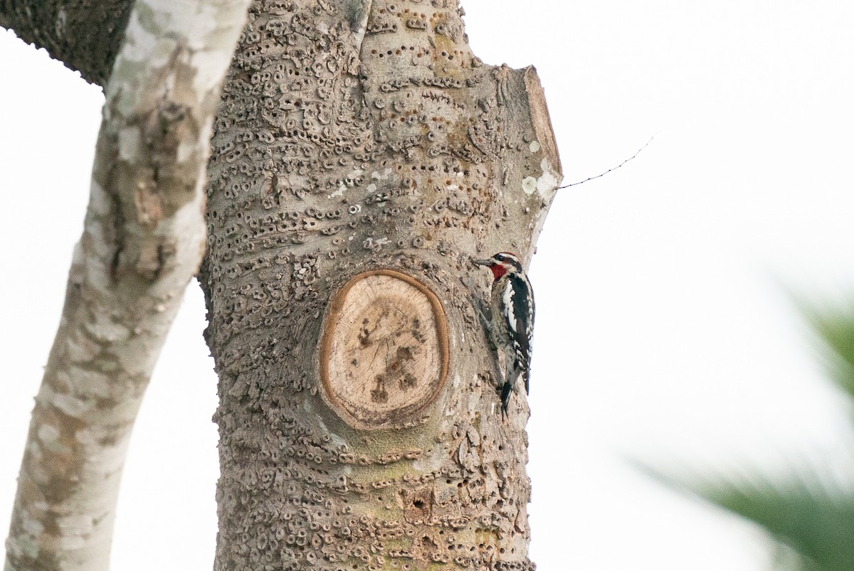 Red-naped Sapsucker - ML281465881