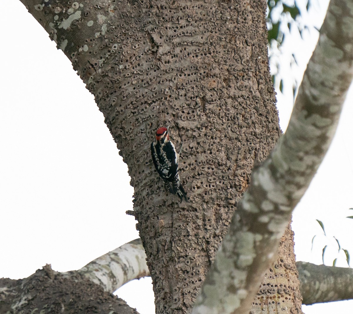 Red-naped Sapsucker - ML281465891