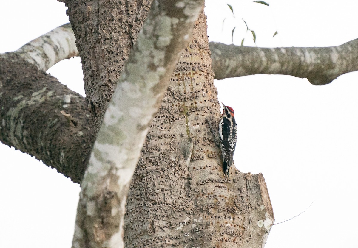 Red-naped Sapsucker - ML281465901