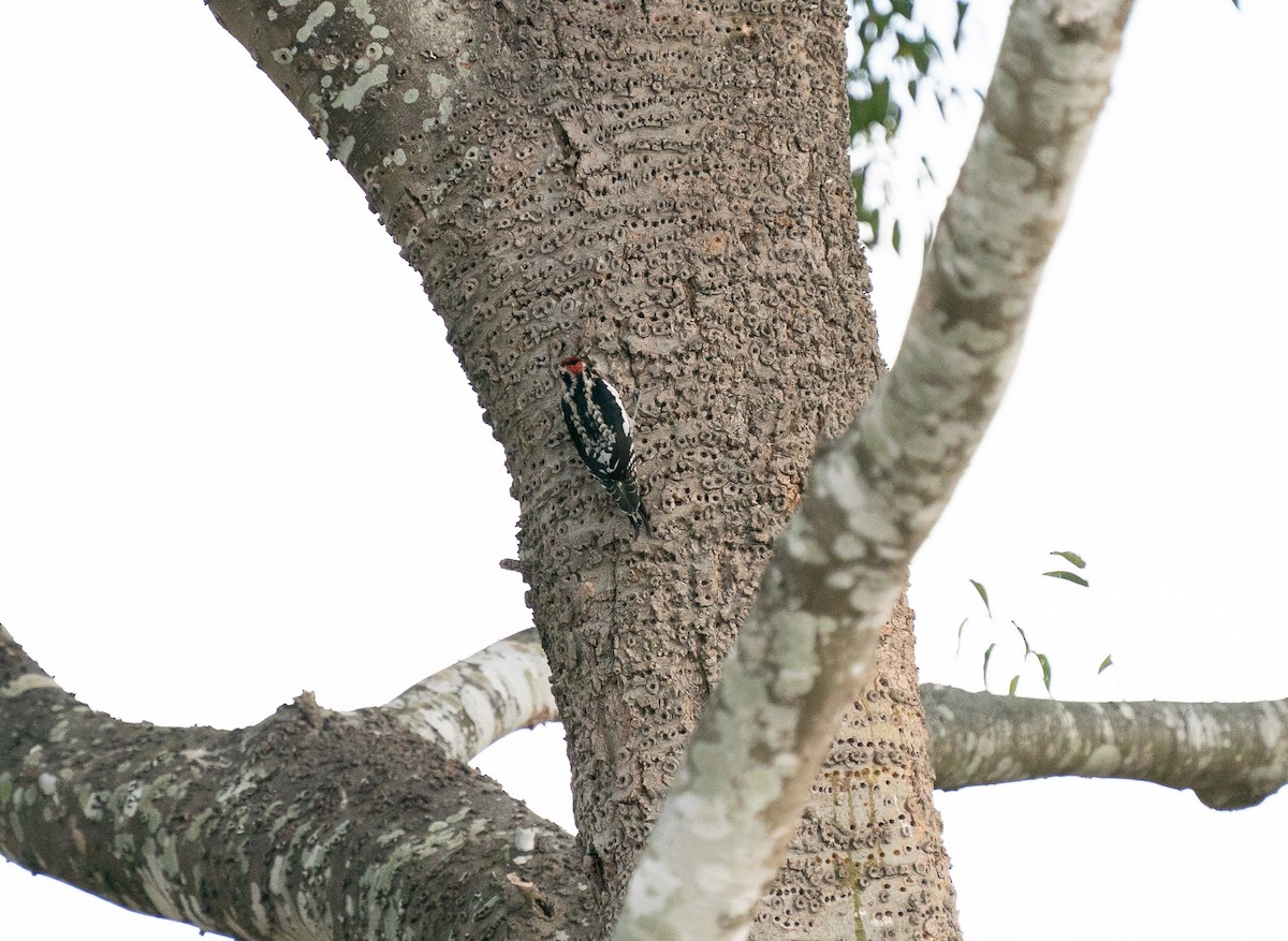 Red-naped Sapsucker - ML281465911