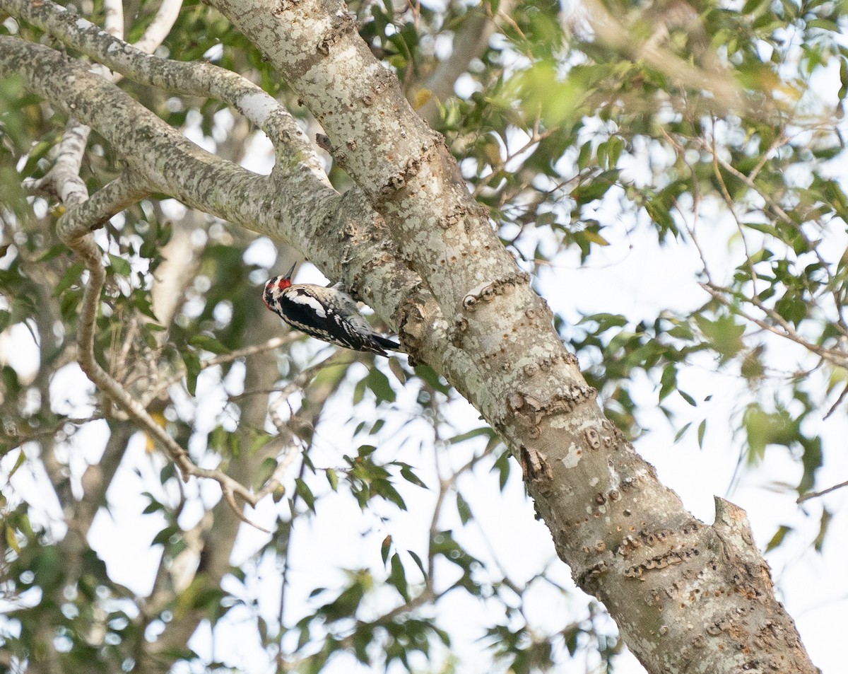 Red-naped Sapsucker - ML281465921