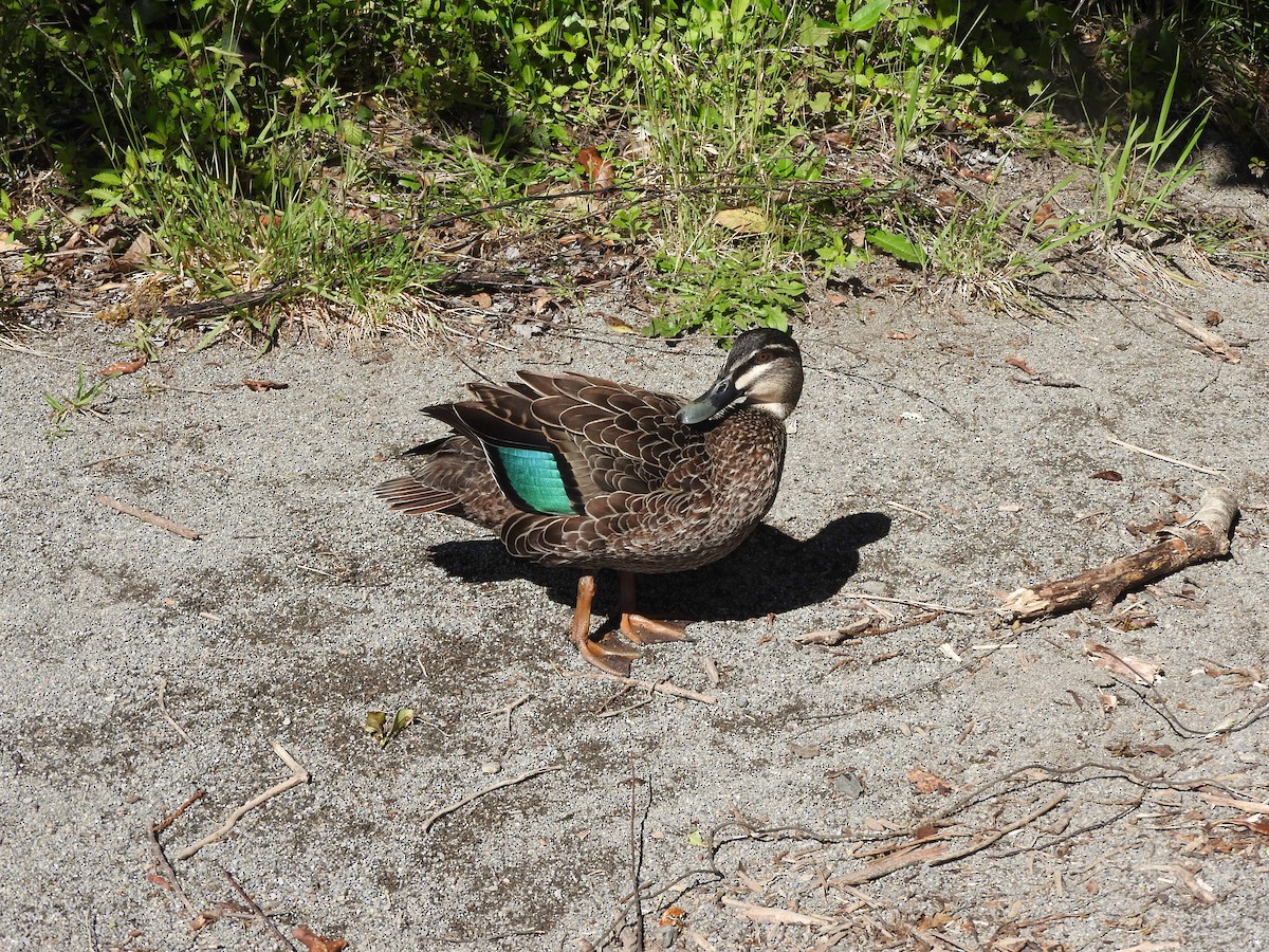 Pacific Black Duck - ML281468291