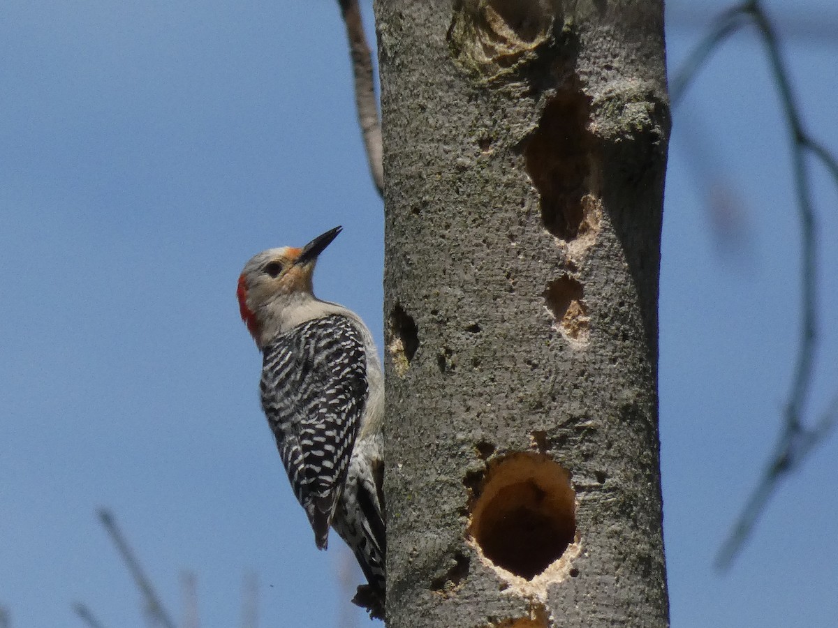 Red-bellied Woodpecker - ML281470361