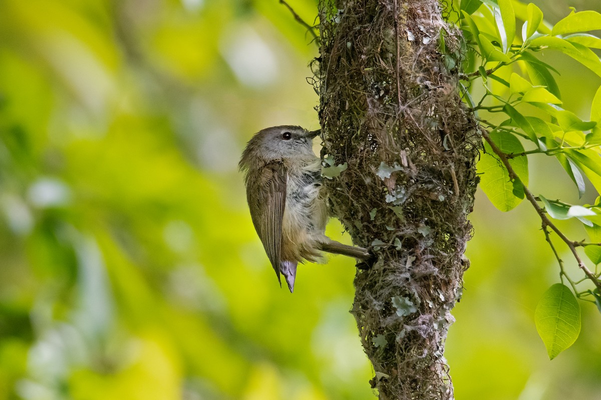 Brown Gerygone - ML281470781