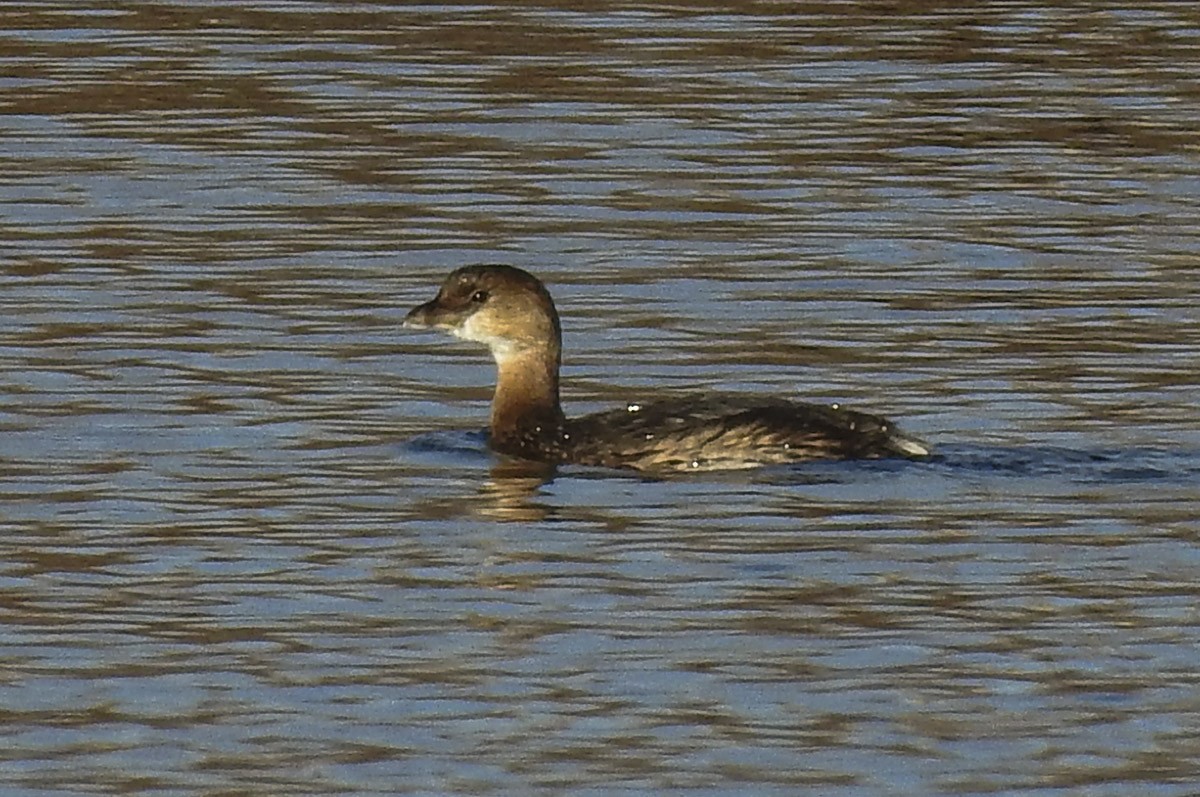 Pied-billed Grebe - ML281473191