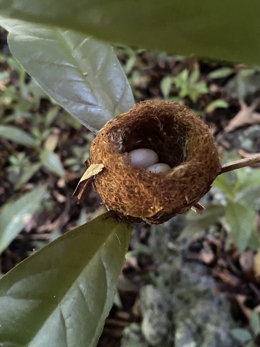 Puerto Rican Emerald - ML281476801