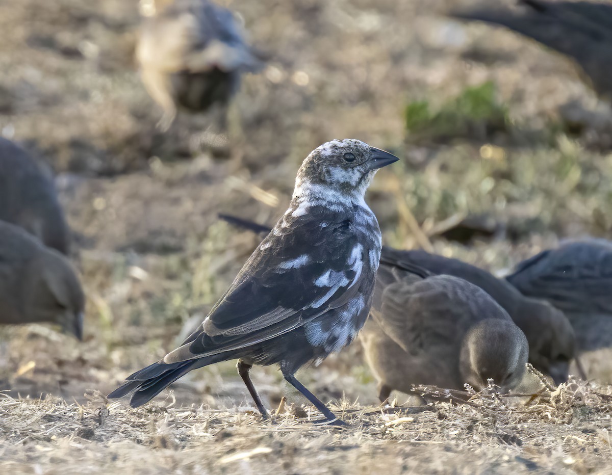 Brown-headed Cowbird - ML281477281