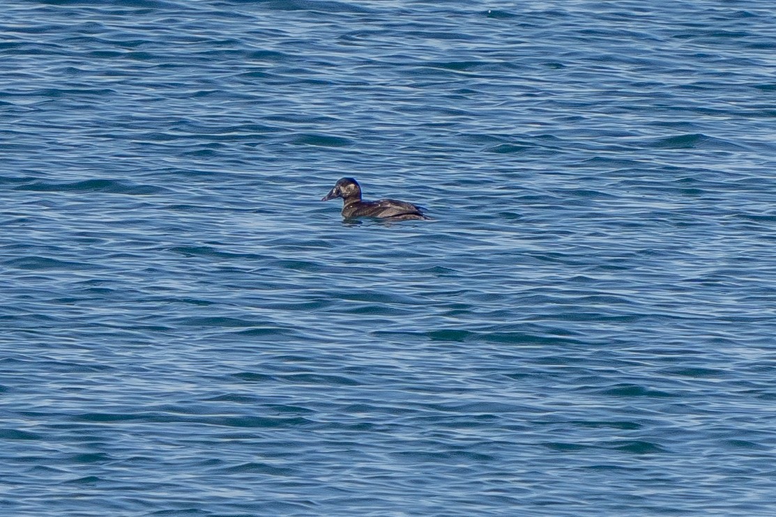 Surf Scoter - ML281477921