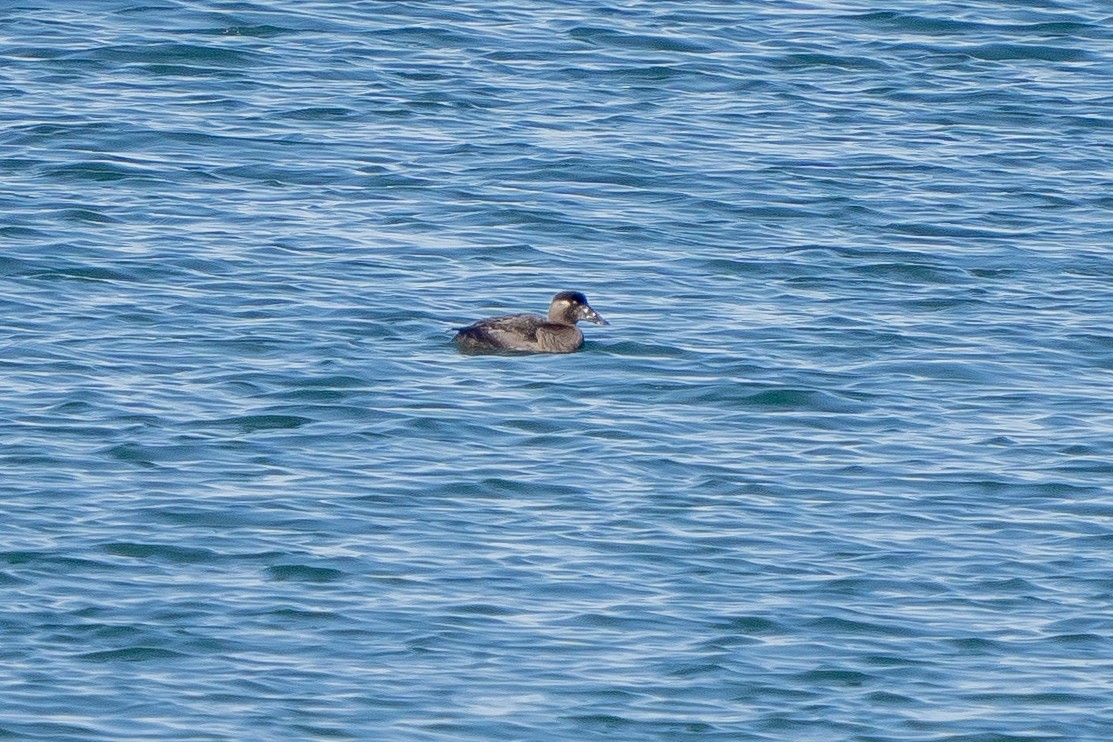 Surf Scoter - Robert Raker