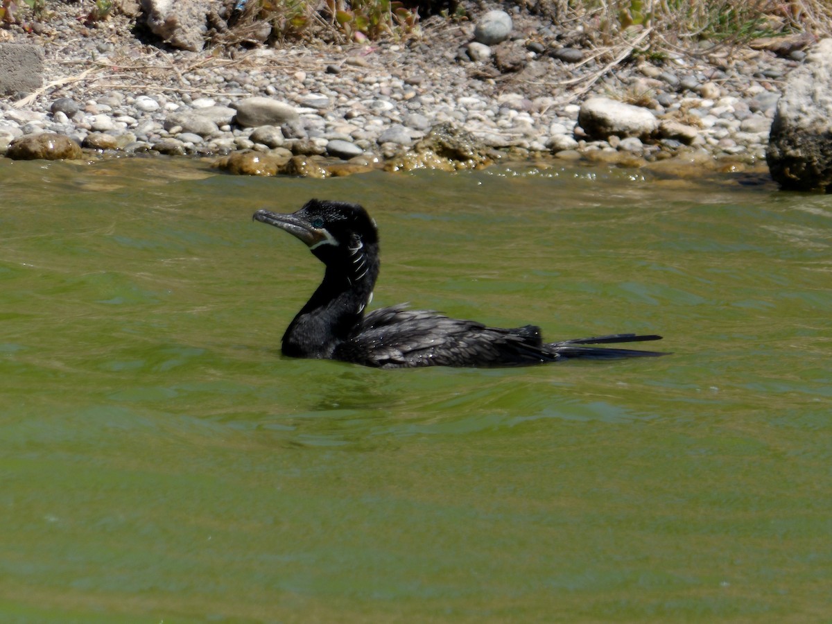 Neotropic Cormorant - ML281478431