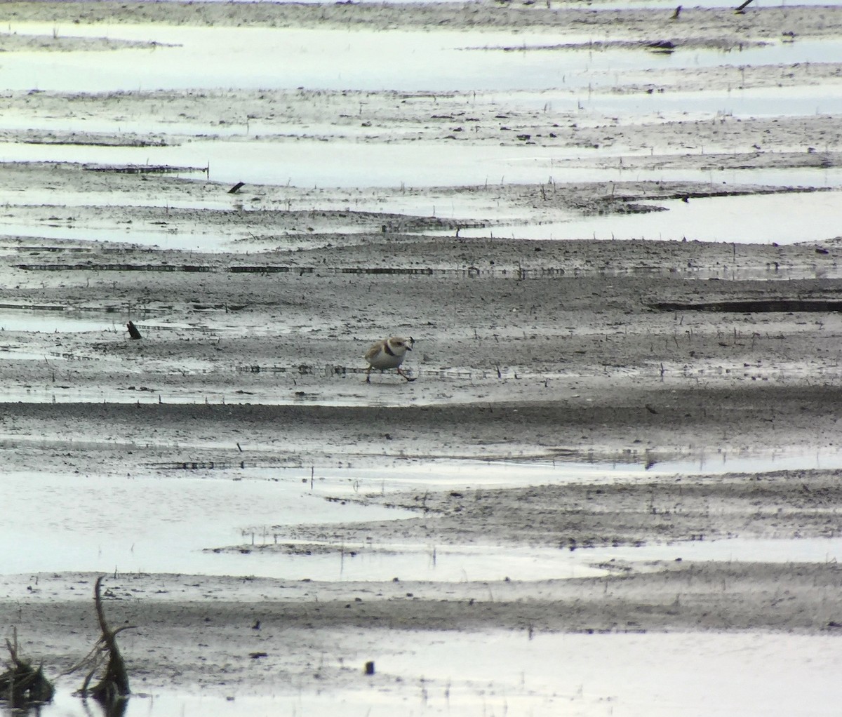 Piping Plover - ML28147931