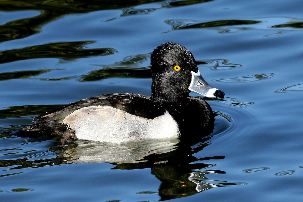 Ring-necked Duck - Steve Rottenborn