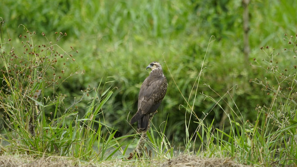 Snail Kite - ML281480701