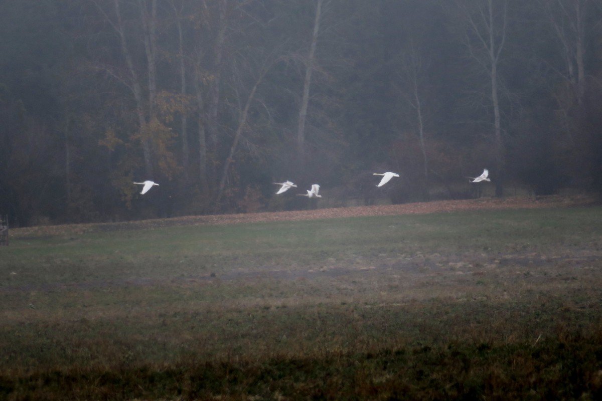 Trumpeter Swan - ML281480931