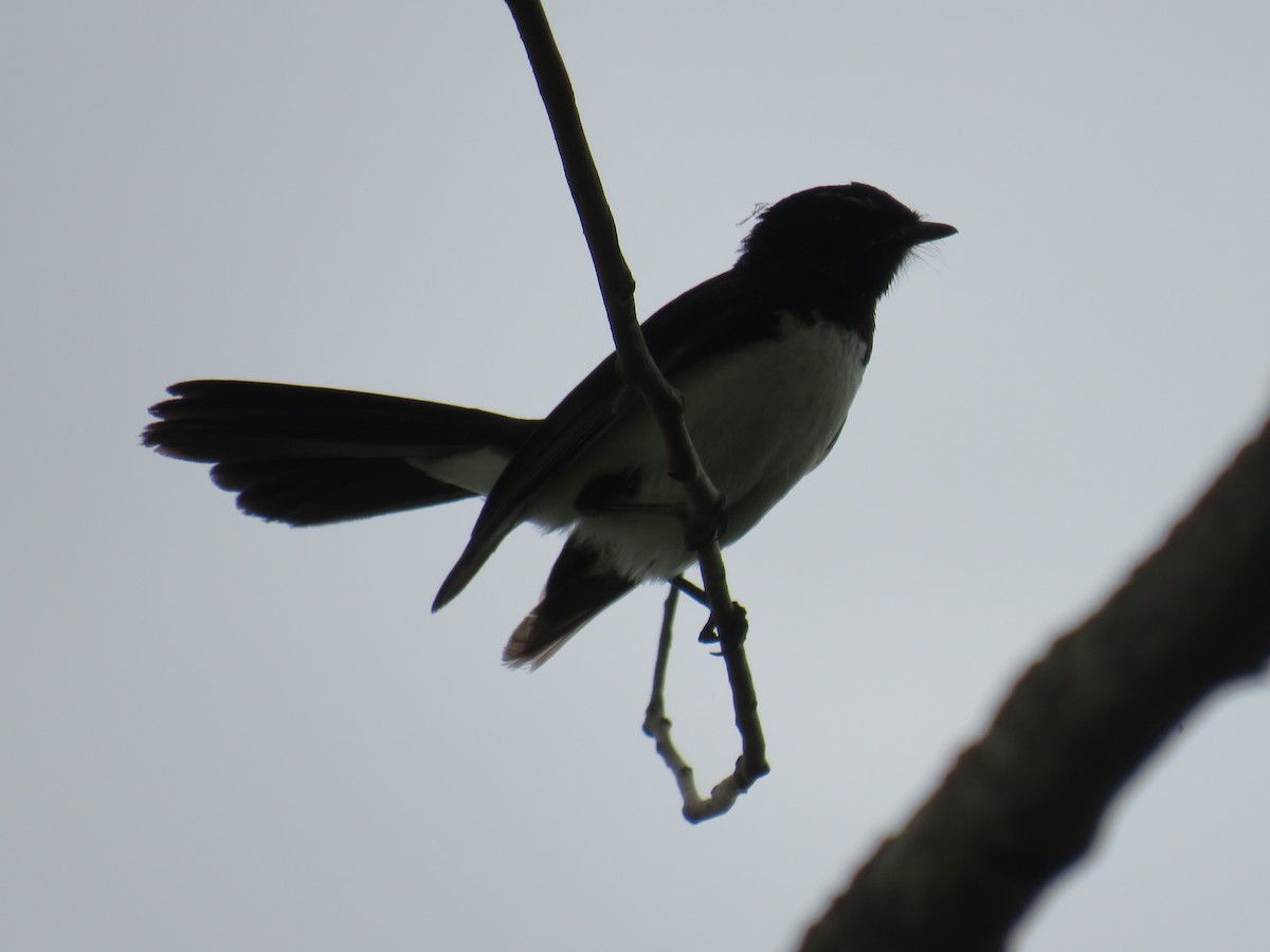 Willie-wagtail - ML281481961