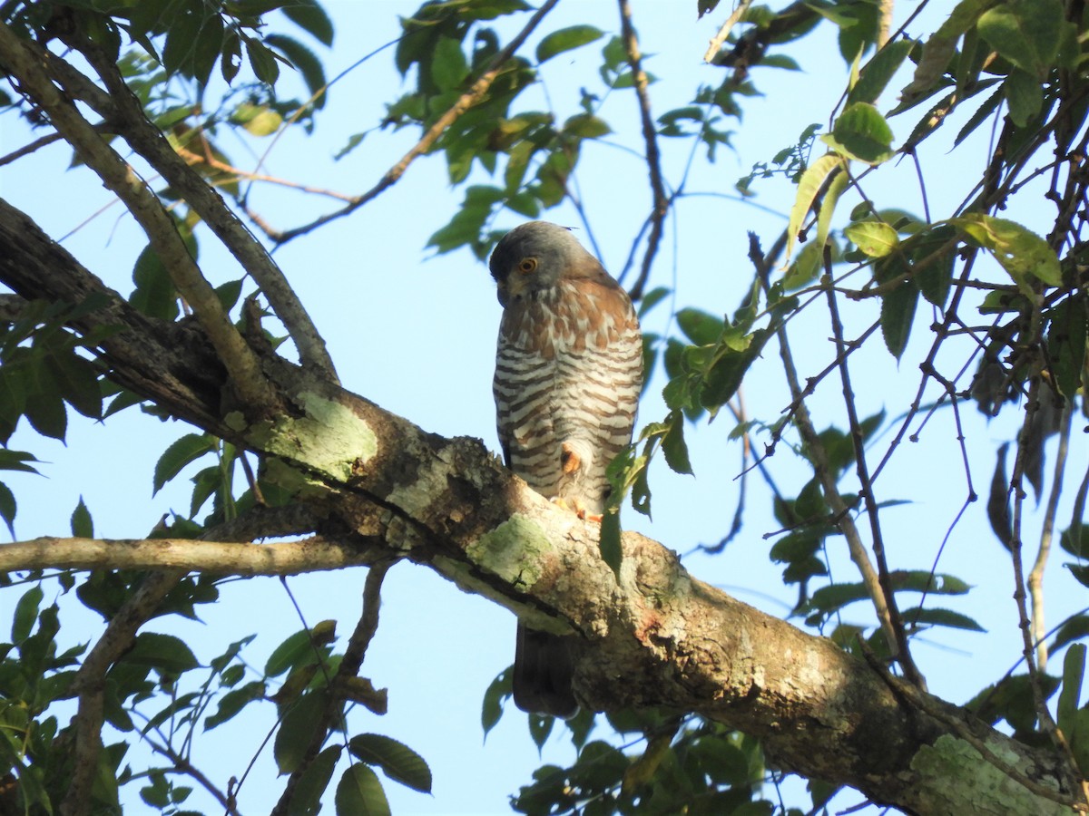 Crested Goshawk - Romtum Pradid