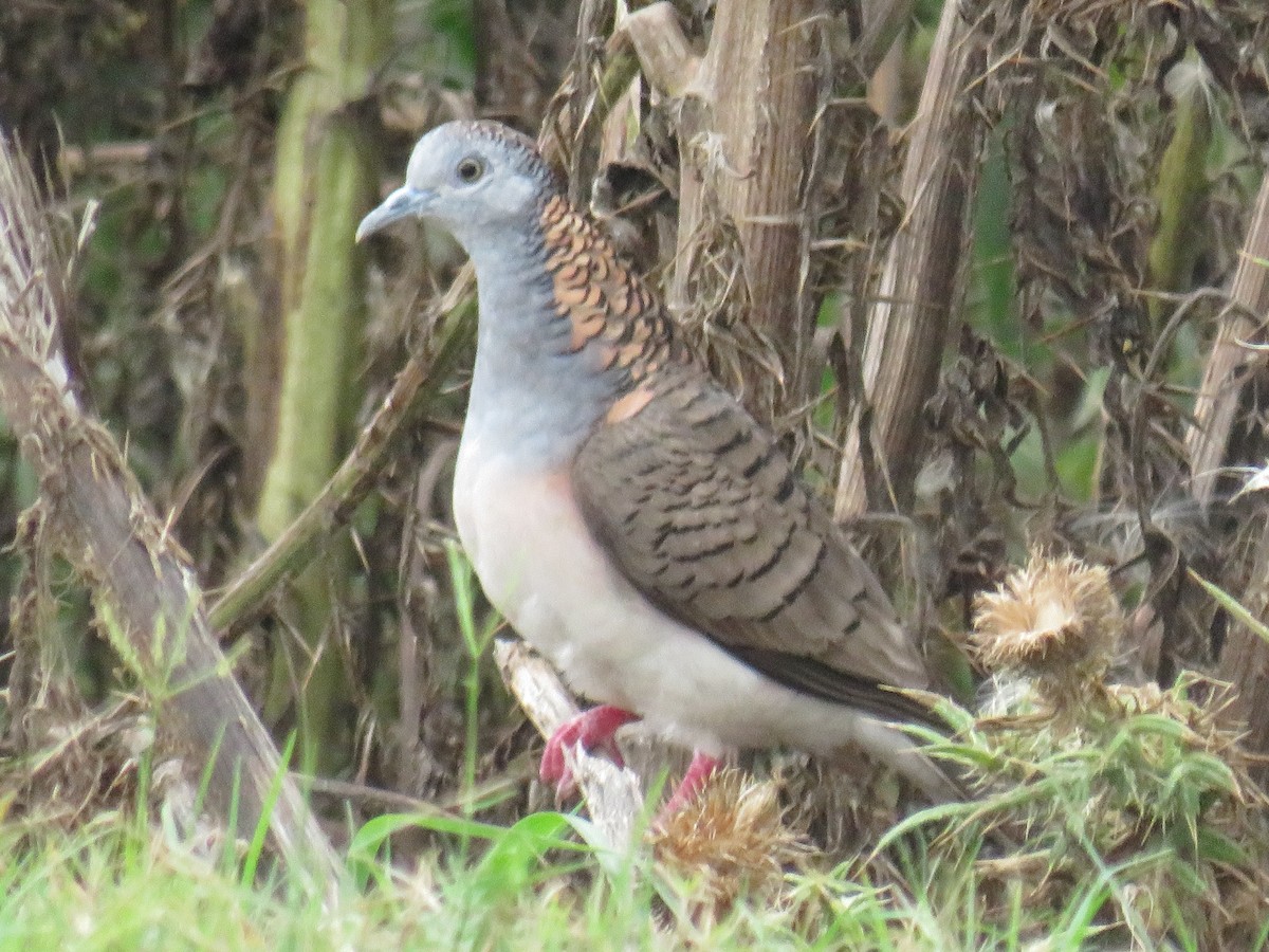 Bar-shouldered Dove - ML281482601