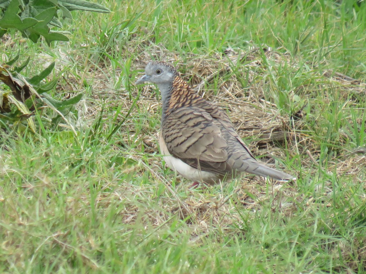 Bar-shouldered Dove - ML281482651