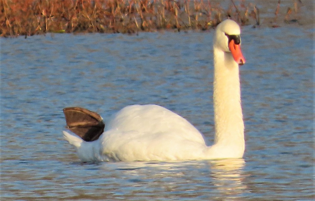 Cygne tuberculé - ML281483111