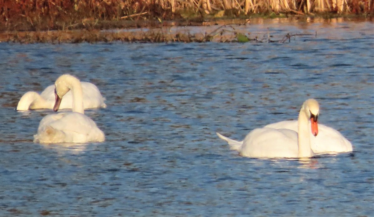 Cygne tuberculé - ML281483151