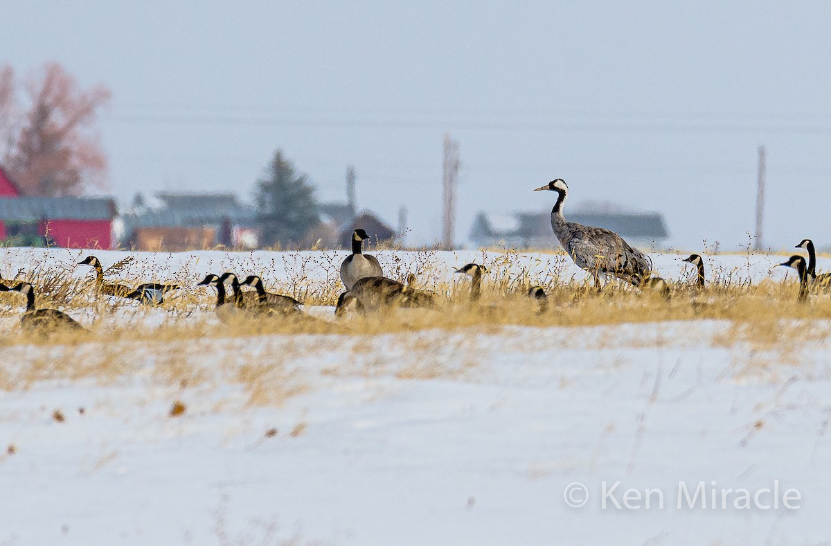 Common Crane - ML281483261