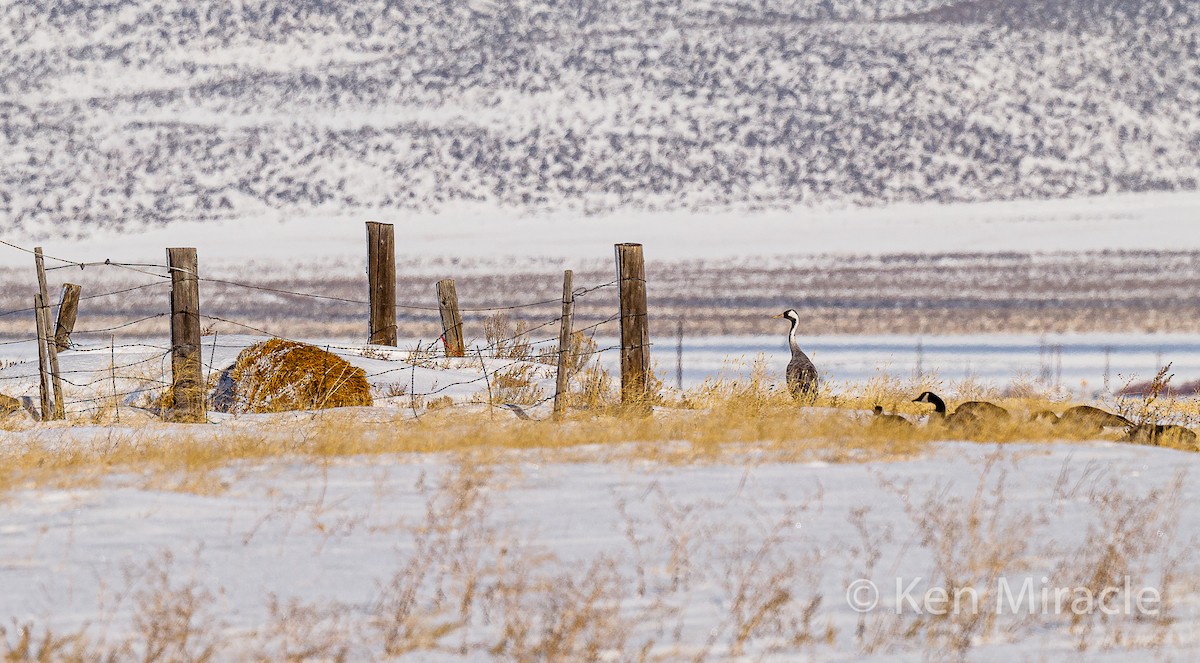 Common Crane - ML281483281