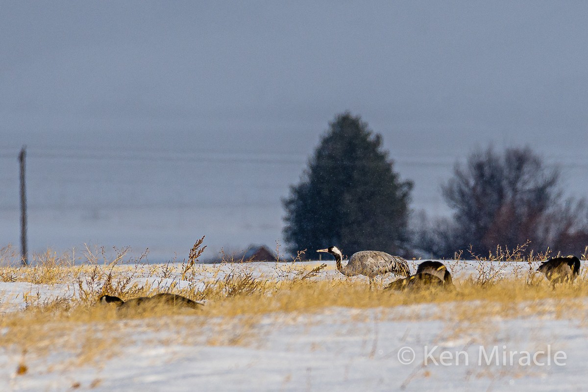 Common Crane - ML281483291