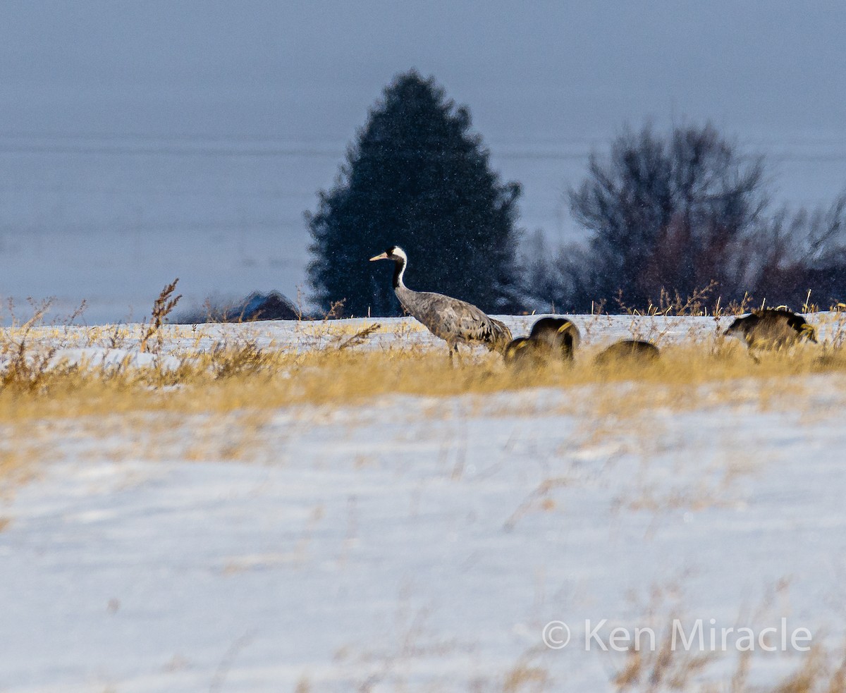 Common Crane - ML281483301