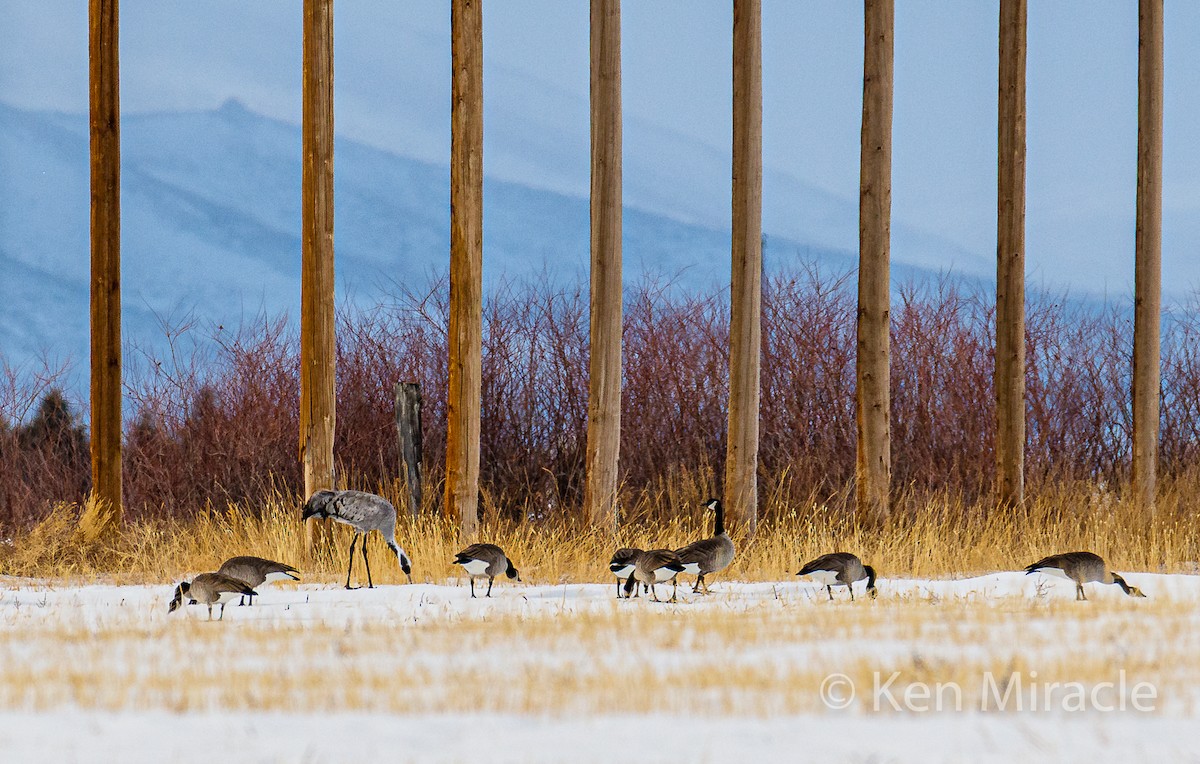 Common Crane - ML281483311