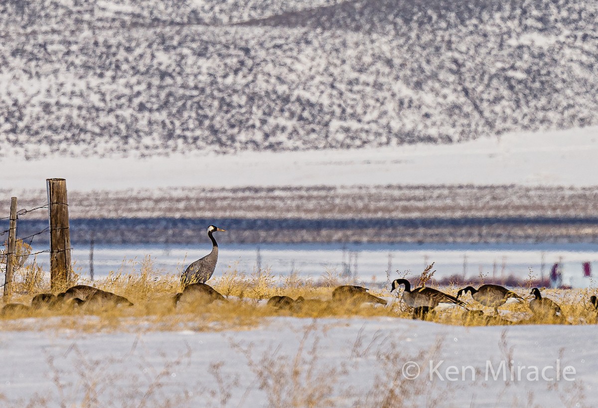 Common Crane - ML281483331