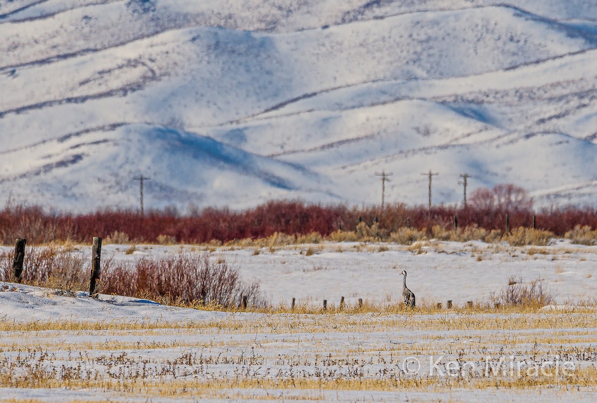 Common Crane - ML281483361