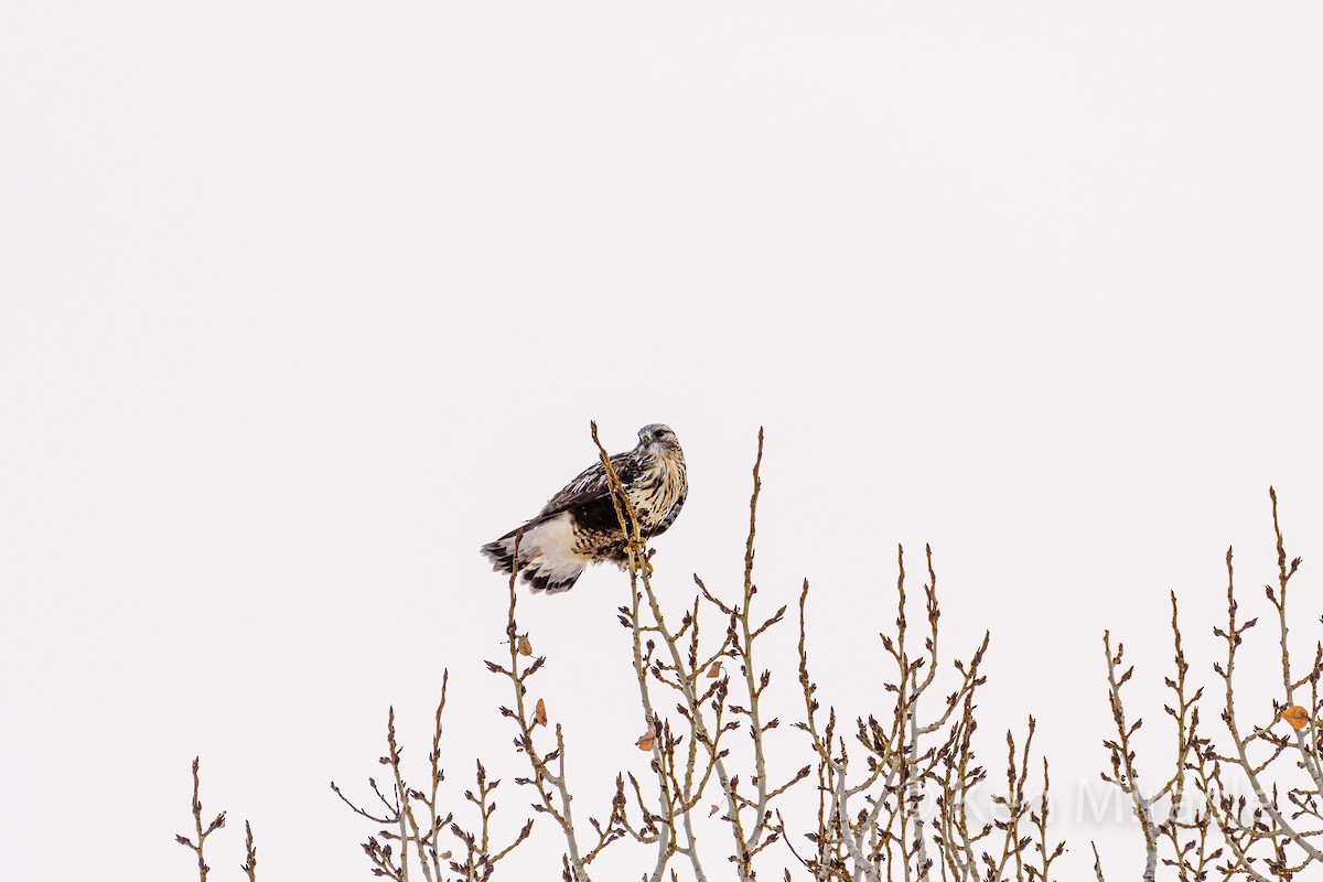 Rough-legged Hawk - ML281483431