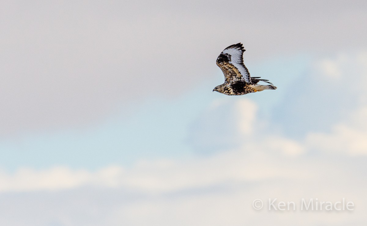 Rough-legged Hawk - ML281483441